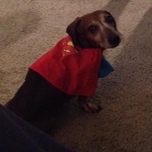 Meet your Posher, Frank